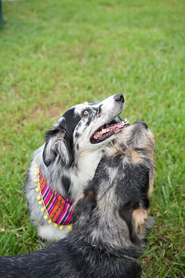Dog photographed at Mizner Bark Dog Park on September 24, 2026