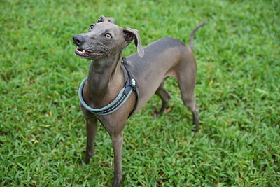 Dog photographed at Mizner Bark Dog Park on September 24, 2026