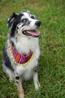 Dog photographed at Mizner Bark Dog Park on September 24, 2026