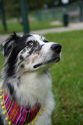 Dog photographed at Mizner Bark Dog Park on September 24, 2026