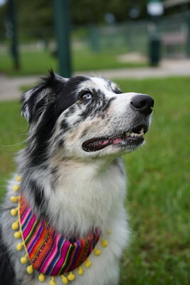 Dog photographed at Mizner Bark Dog Park on September 24, 2026