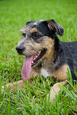 Dog photographed at Mizner Bark Dog Park on September 24, 2026