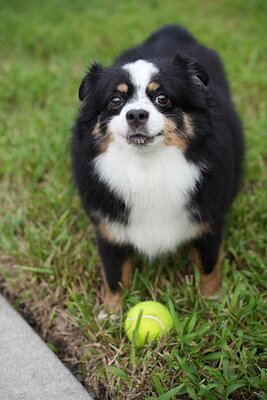 Dog photographed at Mizner Bark Dog Park on September 24, 2026