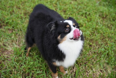 Dog photographed at Mizner Bark Dog Park on September 24, 2026