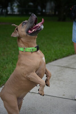 Dog photographed at Mizner Bark Dog Park on September 24, 2026