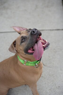 Dog photographed at Mizner Bark Dog Park on September 24, 2026