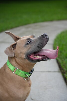 Dog photographed at Mizner Bark Dog Park on September 24, 2026