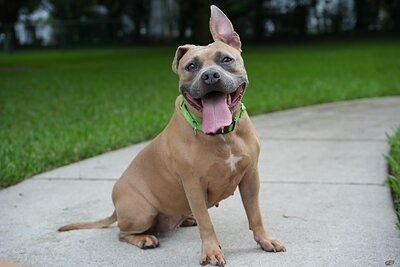 Dog photographed at Mizner Bark Dog Park on September 24, 2026