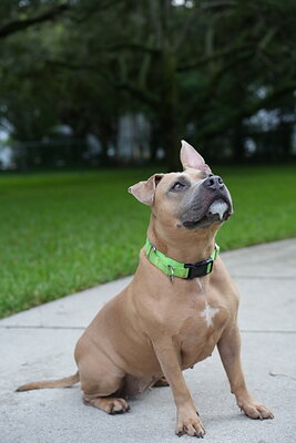 Dog photographed at Mizner Bark Dog Park on September 24, 2026