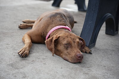 Dog photographed at Mizner Bark Dog Park on September 24, 2026