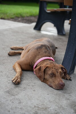 Dog photographed at Mizner Bark Dog Park on September 24, 2026