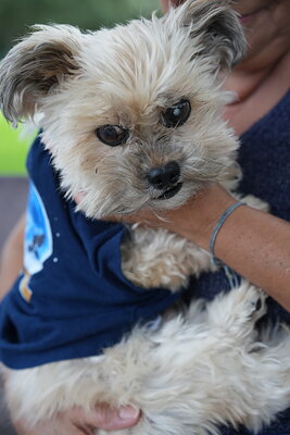 Dog photographed at Mizner Bark Dog Park on September 24, 2026