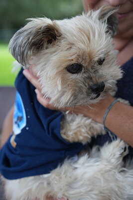Dog photographed at Mizner Bark Dog Park on September 24, 2026