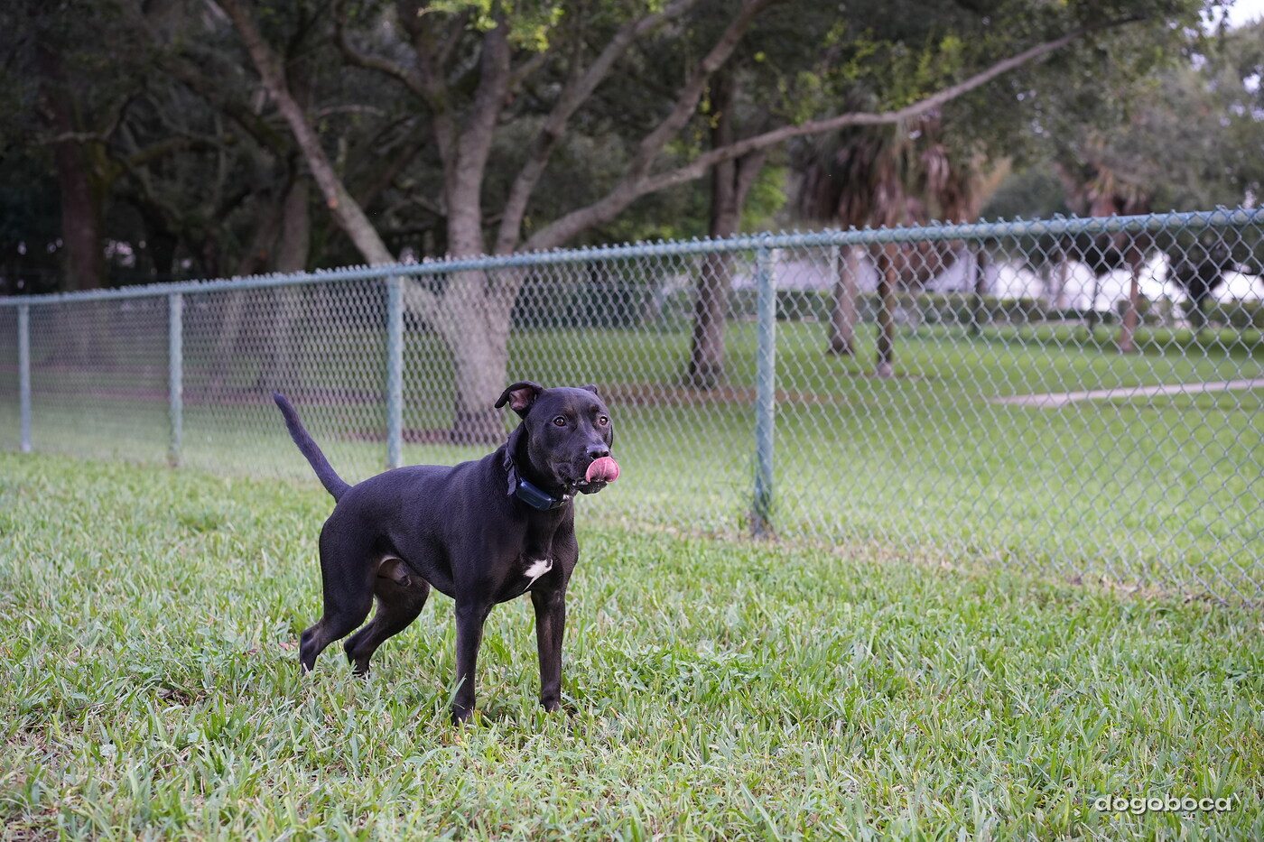 Dog photographed at Mizner Bark Dog Park on October 3, 2026