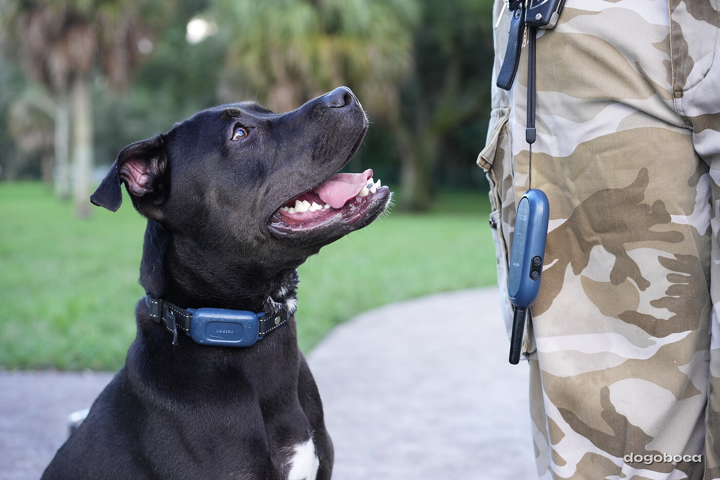 Dog photographed at Mizner Bark Dog Park on October 3, 2026