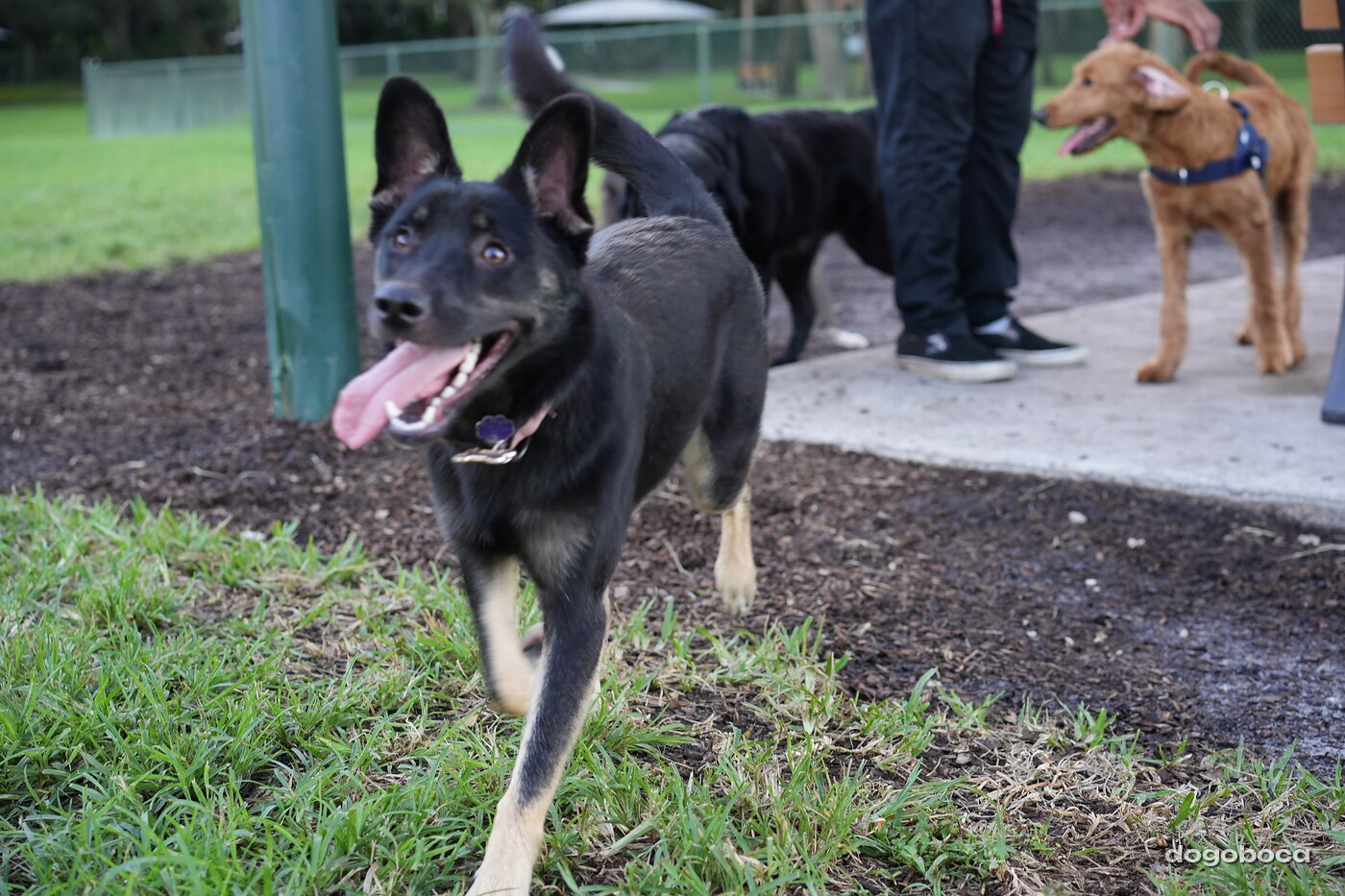 Faye photographed at Mizner Bark Dog Park on October 3, 2026