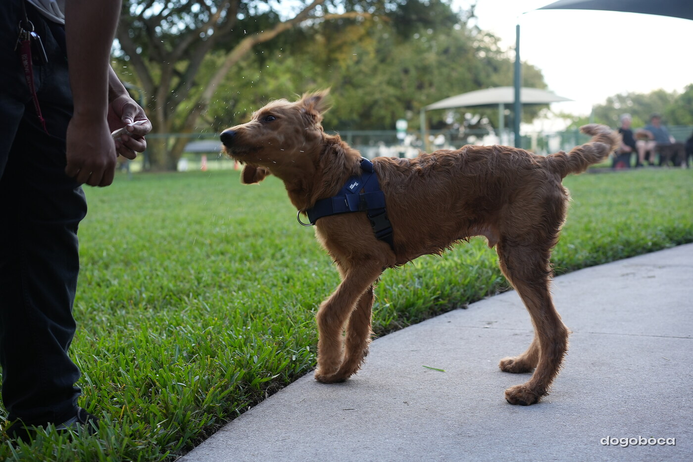 Maverick at a dogoboca park session in Mizner Bark Dog Park