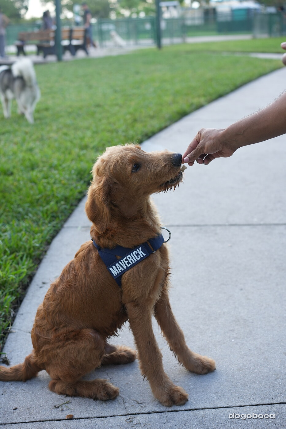 Maverick photographed at Mizner Bark Dog Park on October 3, 2026