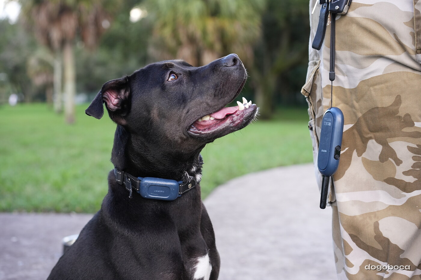 Dog photographed at Mizner Bark Dog Park on October 3, 2026
