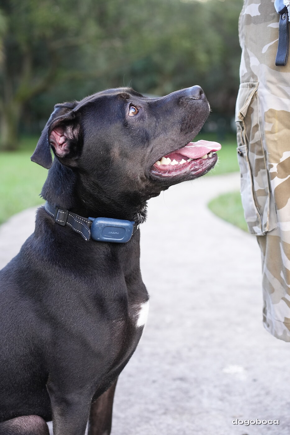 Dog at a dogoboca park session in Mizner Bark Dog Park
