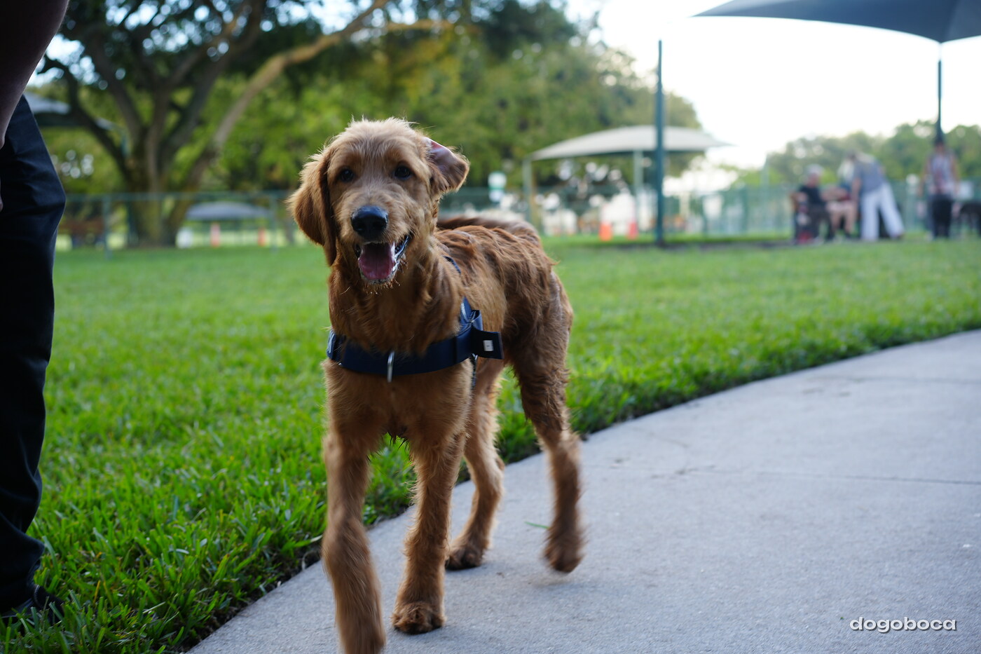 Maverick at a dogoboca park session in Mizner Bark Dog Park