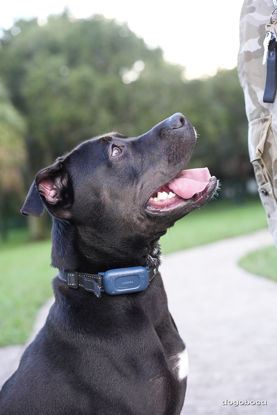 Dog photographed at Mizner Bark Dog Park on October 3, 2026