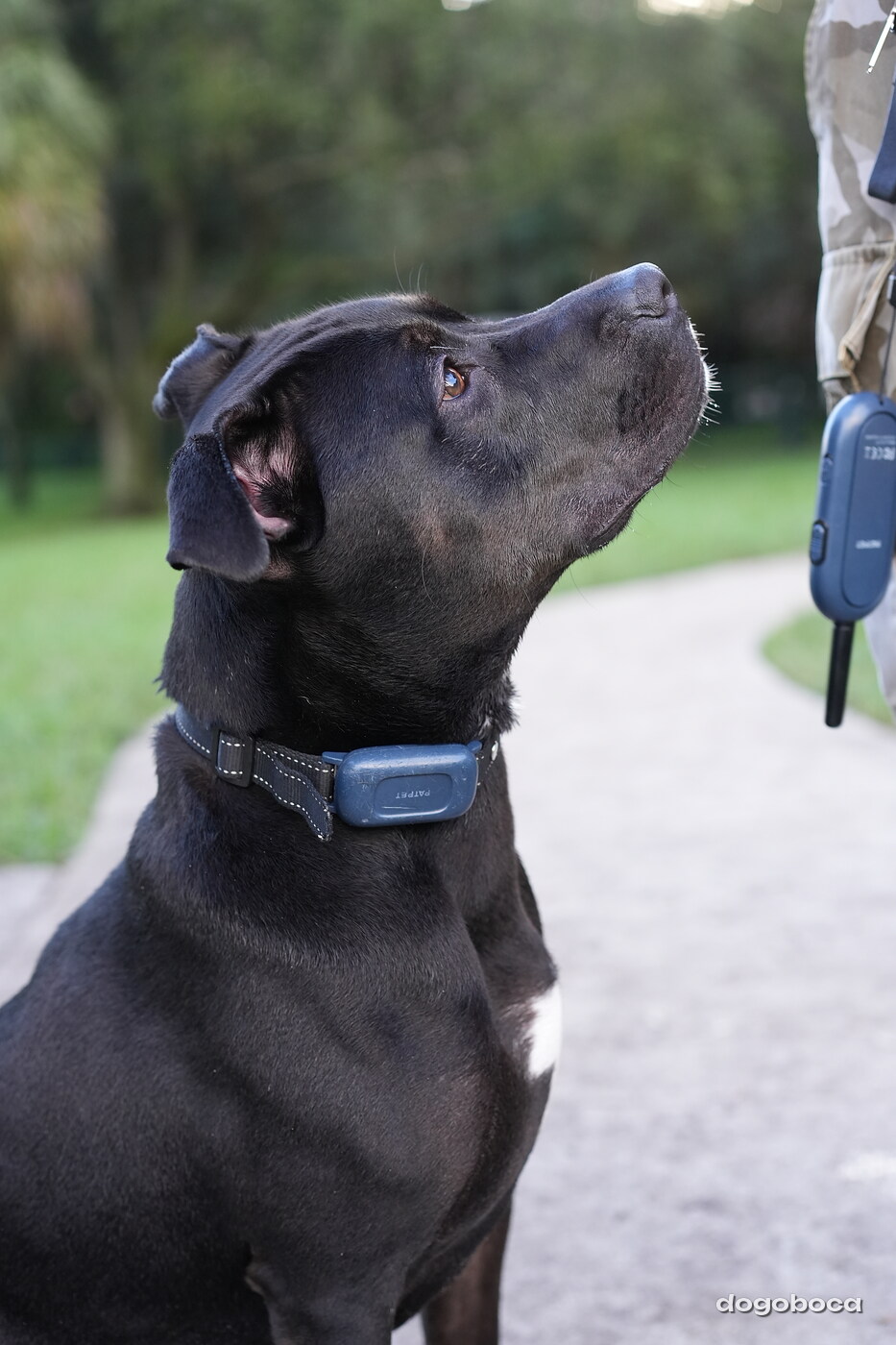 Dog photographed at Mizner Bark Dog Park on October 3, 2026