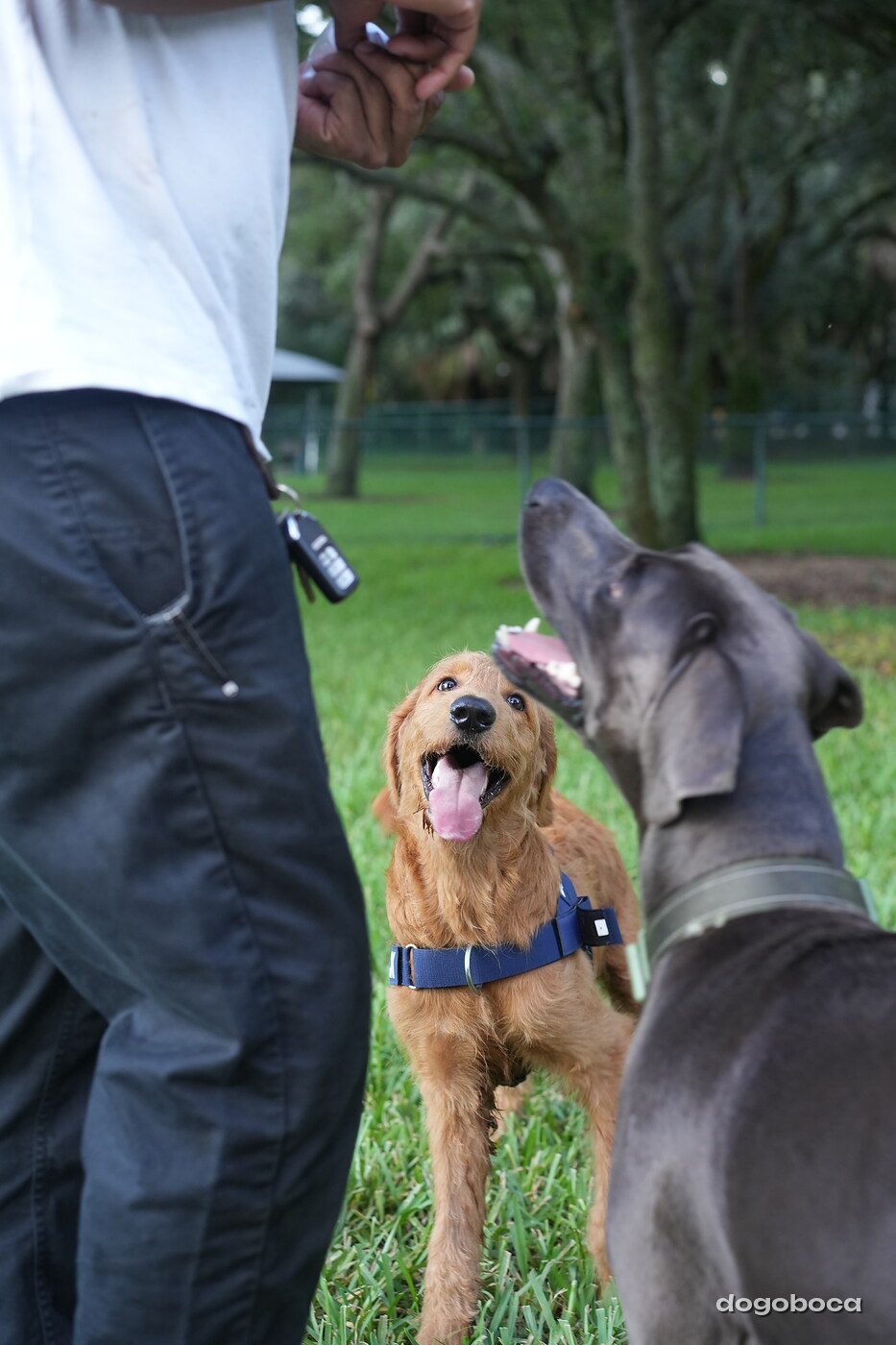 Maverick photographed at Mizner Bark Dog Park on October 3, 2026