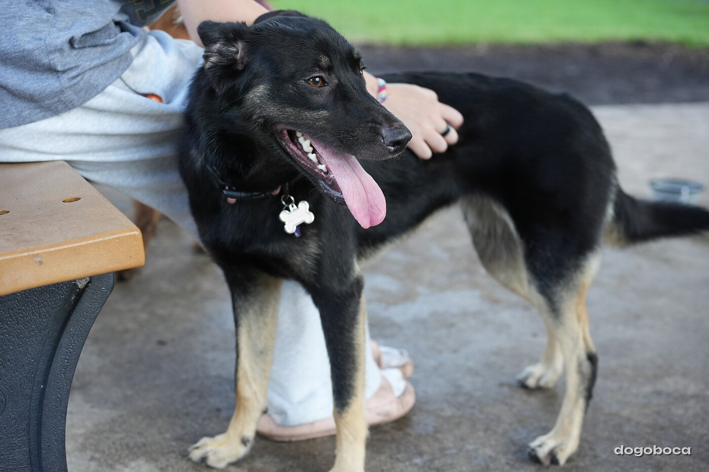 Faye photographed at Mizner Bark Dog Park on October 3, 2026