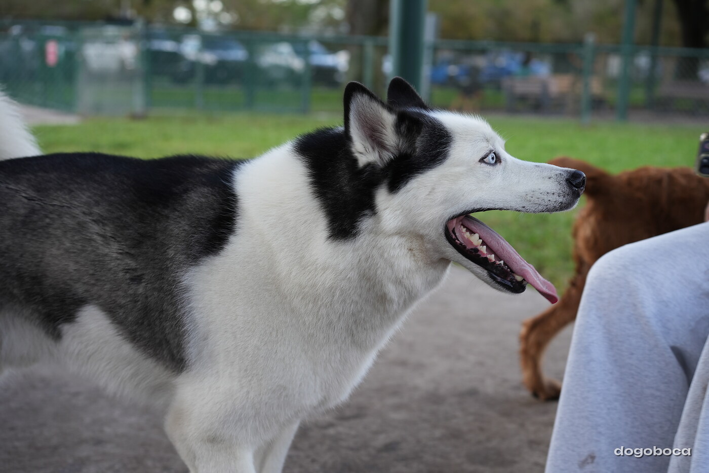 Dog photographed at Mizner Bark Dog Park on October 3, 2026