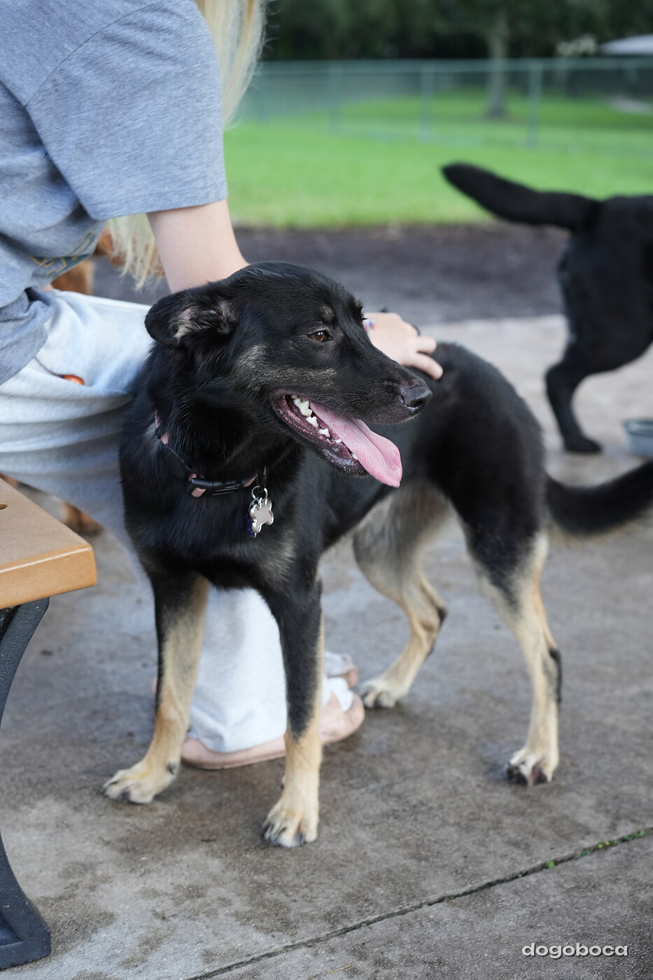 Faye photographed at Mizner Bark Dog Park on October 3, 2026