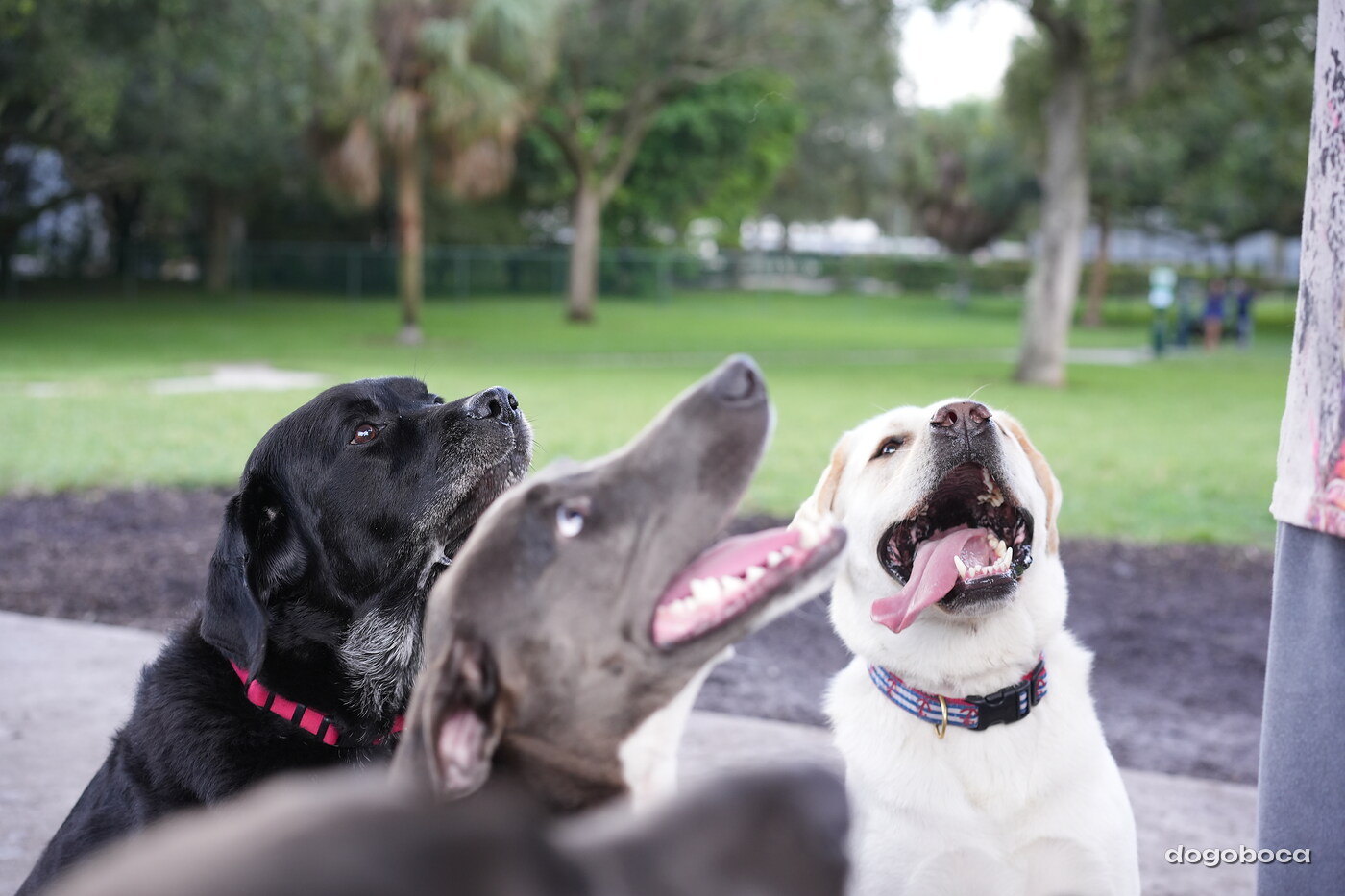 Dog photographed at Mizner Bark Dog Park on October 3, 2026