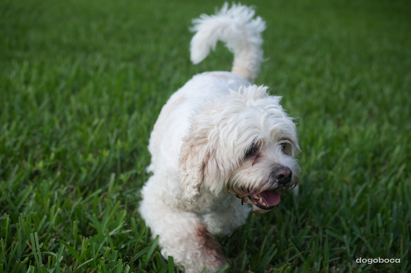 Dog photographed at Mizner Bark Dog Park on October 3, 2026