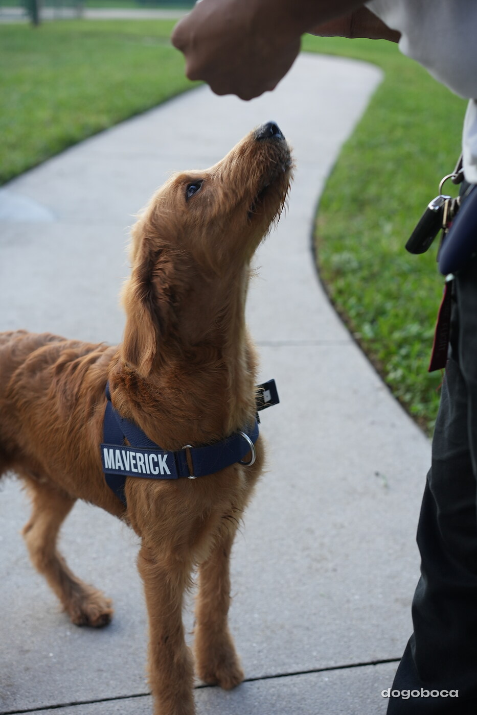 Maverick at a dogoboca park session in Mizner Bark Dog Park