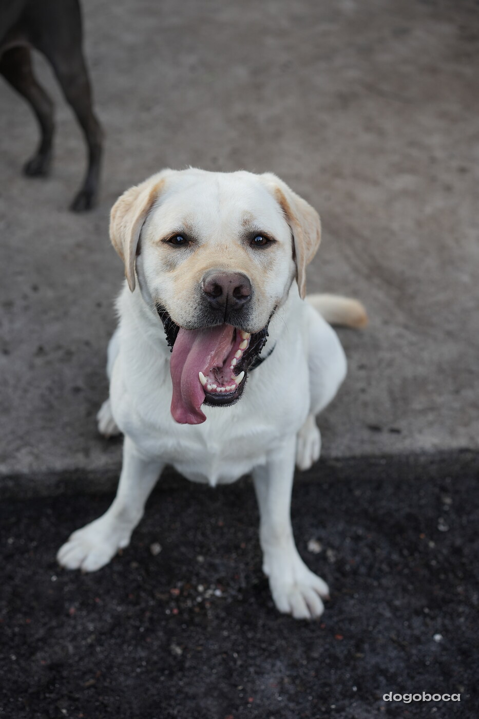 Dog photographed at Mizner Bark Dog Park on October 3, 2026