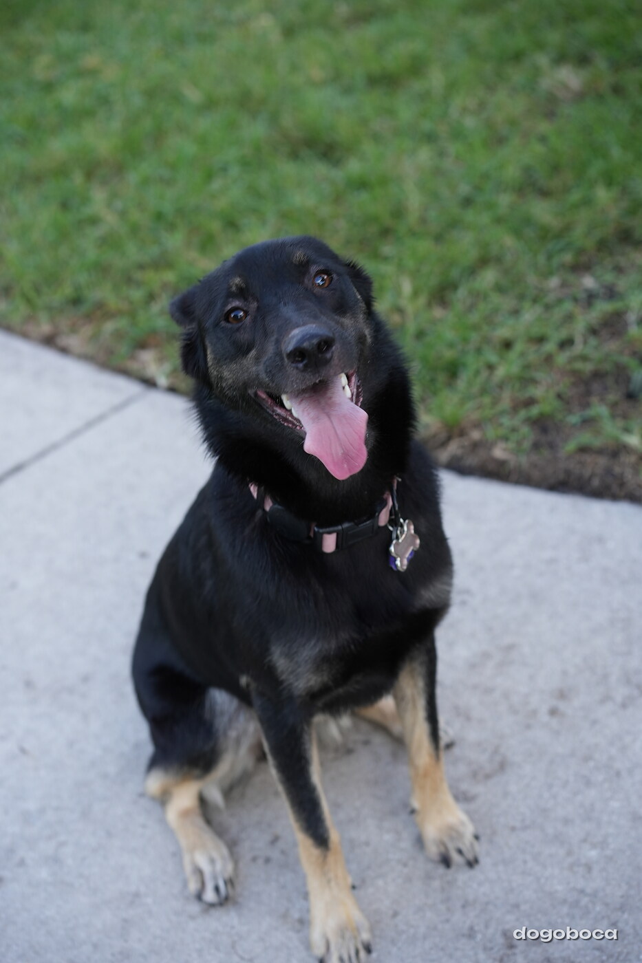 Faye photographed at Mizner Bark Dog Park on October 3, 2026