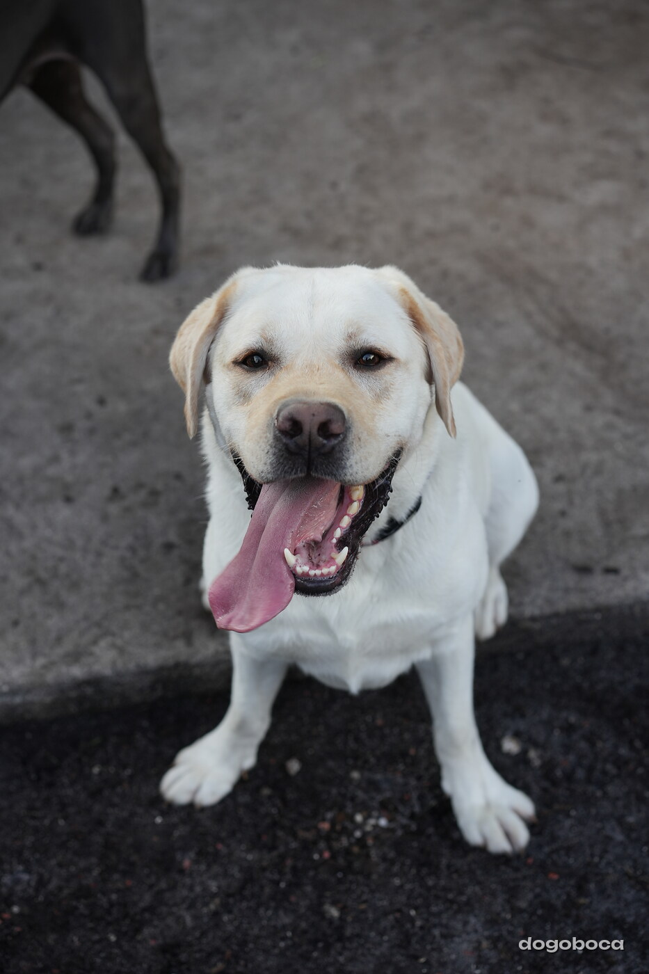 Dog photographed at Mizner Bark Dog Park on October 3, 2026