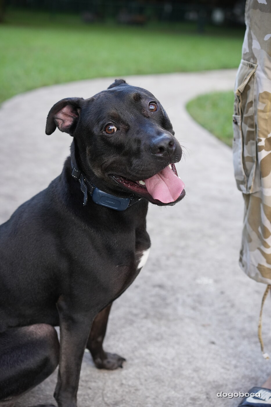 Dog at a dogoboca park session in Mizner Bark Dog Park