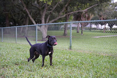Dog photographed at Mizner Bark Dog Park on October 3, 2026