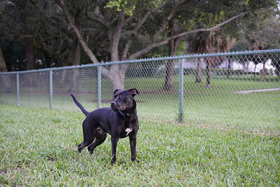 Dog photographed at Mizner Bark Dog Park on October 3, 2026
