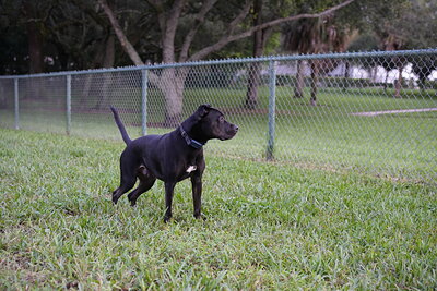 Dog photographed at Mizner Bark Dog Park on October 3, 2026