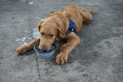 Maverick photographed at Mizner Bark Dog Park on October 3, 2026