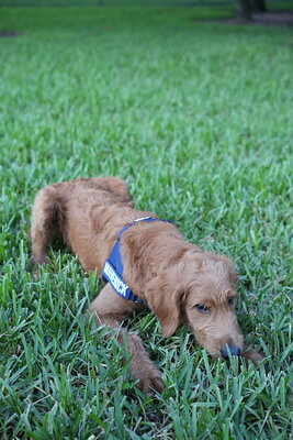 Maverick photographed at Mizner Bark Dog Park on October 3, 2026