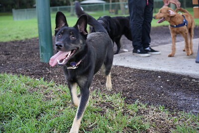 Faye photographed at Mizner Bark Dog Park on October 3, 2026