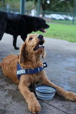 Maverick photographed at Mizner Bark Dog Park on October 3, 2026