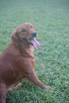 Willow photographed at Mizner Bark Dog Park on October 3, 2026