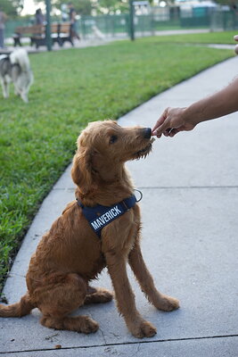 Maverick photographed at Mizner Bark Dog Park on October 3, 2026