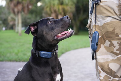 A dog photographed at Mizner Bark Dog Park
