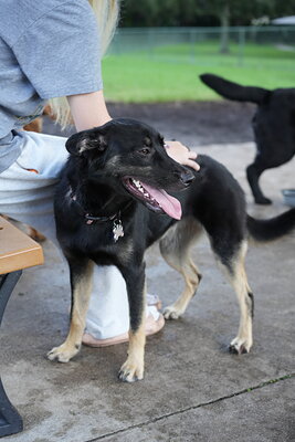 Faye photographed at Mizner Bark Dog Park on October 3, 2026