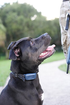 A dog photographed at Mizner Bark Dog Park